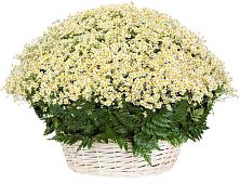 Цветочная композиция из Ромашки в корзине #REPLACE_PRED# Чердаклах